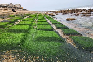 Algae blooms carpet sea embankment in Ha Tinh