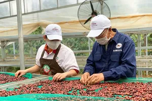The Ministry of Culture, Sports, and Tourism adds the “Knowledge of Dak Lak coffee farming and processing” to the list of National Intangible Cultural Heritage. (Photo: SGGP)