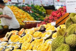 Durian has emerged as one of Vietnam’s fastest-growing and highest-value agricultural exports, making a significant contribution to the country's fruit and vegetable export revenue. (Photo: SGGP)
