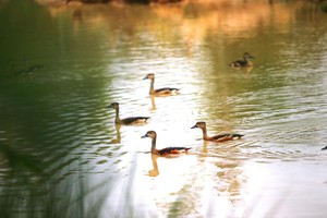 Unique artificial bird sanctuary in Ha Tinh Province