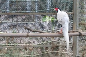 Bach Ma National Park breeds silver pheasants to restore species in wild