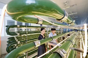 A tube-based microalgae cultivation model at Ho Chi Minh City’s High-Tech Agricultural Zone