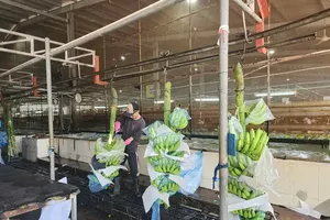 Preliminary processing of export bananas at U&I Agriculture Joint Stock Company in Long Hoa Commune, Ho Chi Minh City (Photo: SGGP)