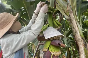 Workers cultivating bananas for export to the European Union at Unifarm Company, a banana-focused producer, in Phu Thanh Commune, Ho Chi Minh City