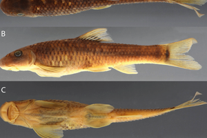 Sucker-mouthed minnow (Supradiscus varidiscus). (Photo: researchgate.net)