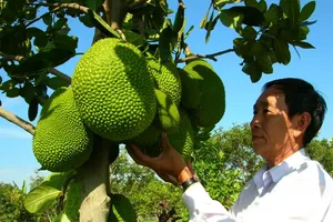 China will officially allow the import of fresh jackfruits from Vietnam from June 1, 2026. (Photo: SGGP)