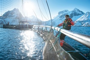 A farmer works in Norwegian salmon cage. The country's salmonids have been exported in a large volumne in Vietnam in 2025. (Photos courtesy of NSC)