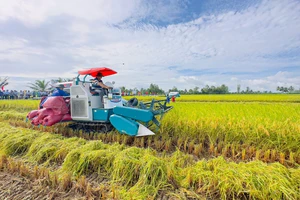 Thu hoạch lúa tại mô hình thí điểm Đề án 1 triệu ha chuyên canh lúa chất lượng cao và phát thải thấp ở Sóc Trăng