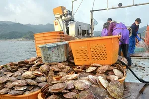 Sò điệp đánh bắt tại Nhật Bản. Ảnh: ASAHI