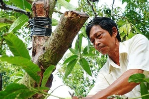 Xoài bonsai cho lợi nhuận cao