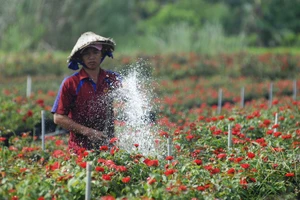 Để làng hoa Sa Đéc khoe sắc 4 mùa