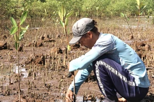 Trà Vinh trồng 2,1 triệu cây xanh