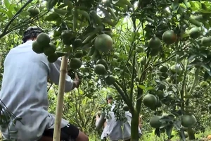 Ngành nông nghiệp tỉnh Trà Vinh khuyến cáo bà con không nên tăng diện tích trồng cam sành