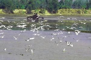 Hàng trăm ngàn con cò trắng, cò ốc bay lượn trên các cánh đồng đang chuẩn bị gieo sạ để tìm kiếm thức ăn. Ảnh: TRỌNG TRUNG