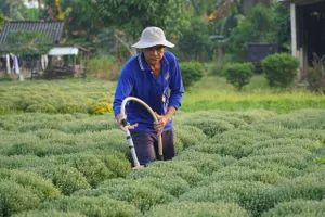 Vĩnh Long: Chuẩn bị hơn 2,5 triệu sản phẩm hoa kiểng phục vụ tết