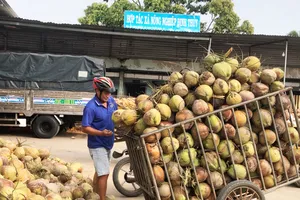 Giá dừa khô mùa thuận đang được thu mua cao gấp 5 lần so với giá dừa tươi uống nước