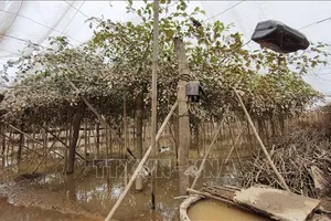 Thủ phủ nho, táo ở Khánh Hòa tan hoang sau lũ