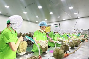 越南向中国出口的农产品大幅增长，其中包括榴槤的贡献良多。