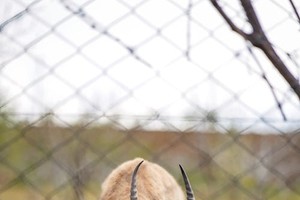 减少围栏造成野生动物死亡