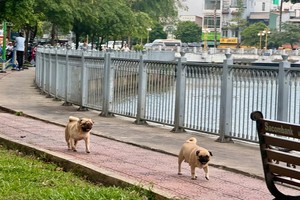 不戴嘴套的犬只游荡在第三郡饶禄－氏艺涌岸游荡。