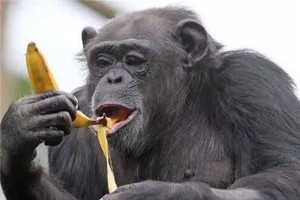 美发现一只会“说话”行为像人类黑猩猩