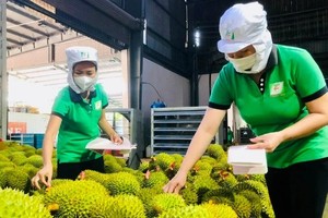 越南果蔬具有出口潜力。