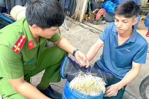 用化学物种的豆芽长得快而且没有根。