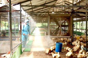 日就禽流感召开紧急会议吁加强对策