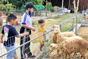 小朋友给绵羊喂食。
