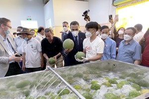 清洗柚子出口的生产线。