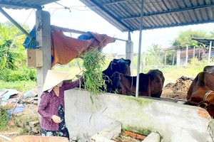 阮文鸧的妻子照料家庭的牛群。