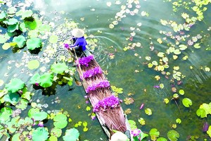 越南采莲人在水中采莲。