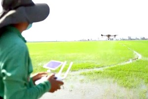 农民使用无人机在稻田施肥。