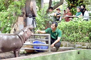 西贡草禽园人员为河马庆祝生日。许多游客喜欢这个活动。