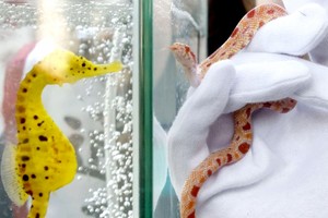 日本通天阁举行生肖交接仪式