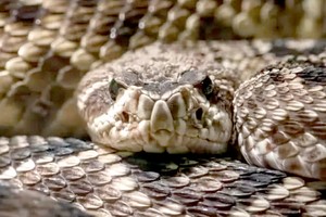 用AI制致命蛇毒解毒剂