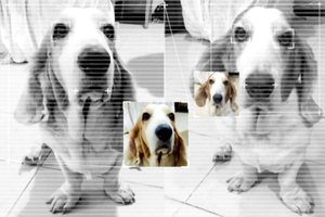 从声音读懂情绪：AI开启动物情感语言新纪元