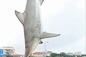 广义省渔民钓获 200 多公斤重鲨鱼