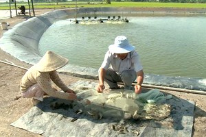 农民收获斑点叉尾鮰鱼。