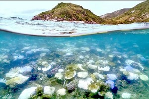 澳洲大堡礁的蜥蜴岛周围有白化和死亡的珊瑚。