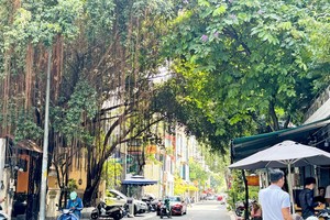 胡春香街的两侧被高大的古树覆盖，树荫凉爽宜人。