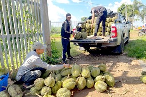 德乐省农民开始收获榴槤。