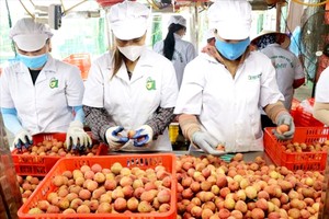 越南Ameii股份公司工厂正在分类荔枝出口。