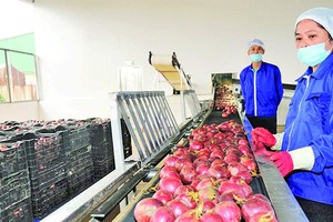 “同交”出口食品股份公司正加工百香果出口。