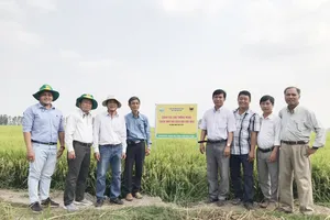 Mô hình "Canh tác lúa thông minh" được triển khai tại 13 tỉnh của ĐBSCL.