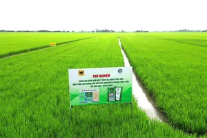 Mô hình thử nghiệm phân bón Đầu Trâu Bio-Canxi tại Hòn Đất, Kiên Giang.