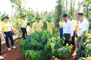 Chương trình Canh tác cà phê thông minh góp phần thực hiện chiến lược xanh hóa và giảm phát thải khí nhà kính của Bình Điền, hướng tới nền nông nghiệp bền vững.