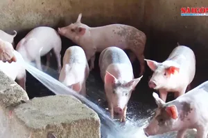 Ứng phó với diễn biến mới của dịch tả heo châu Phi  