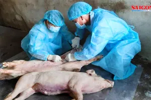Long An là địa phương thứ 12 ở ĐBSCL công bố bệnh dịch tả heo châu Phi