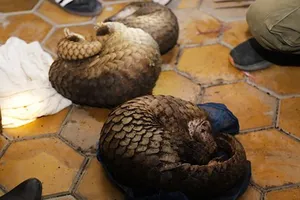 Bắt vụ vận chuyển trái phép 30 cá thể tê tê từ Lào về Việt Nam